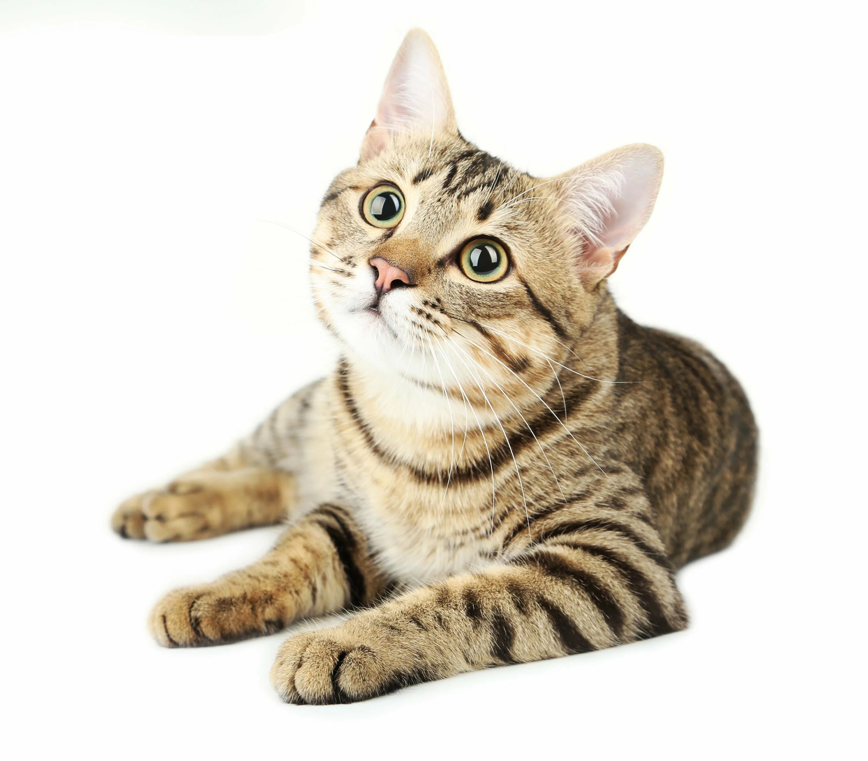 Картинка кота пнг