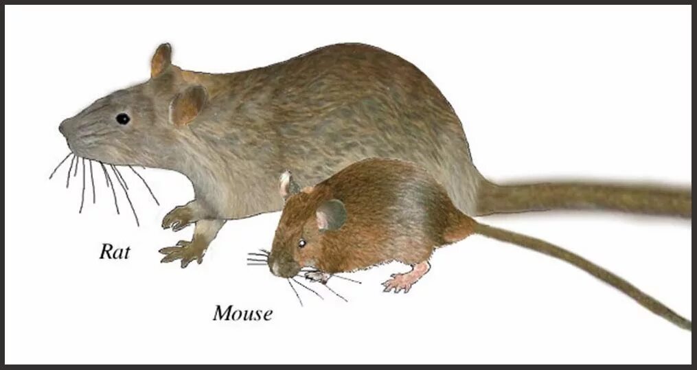Крыса и мышь отличия. Отличие мыши от крысы. Различие мыши и крысы. Мышь и крыса разница. Как отличить мышь