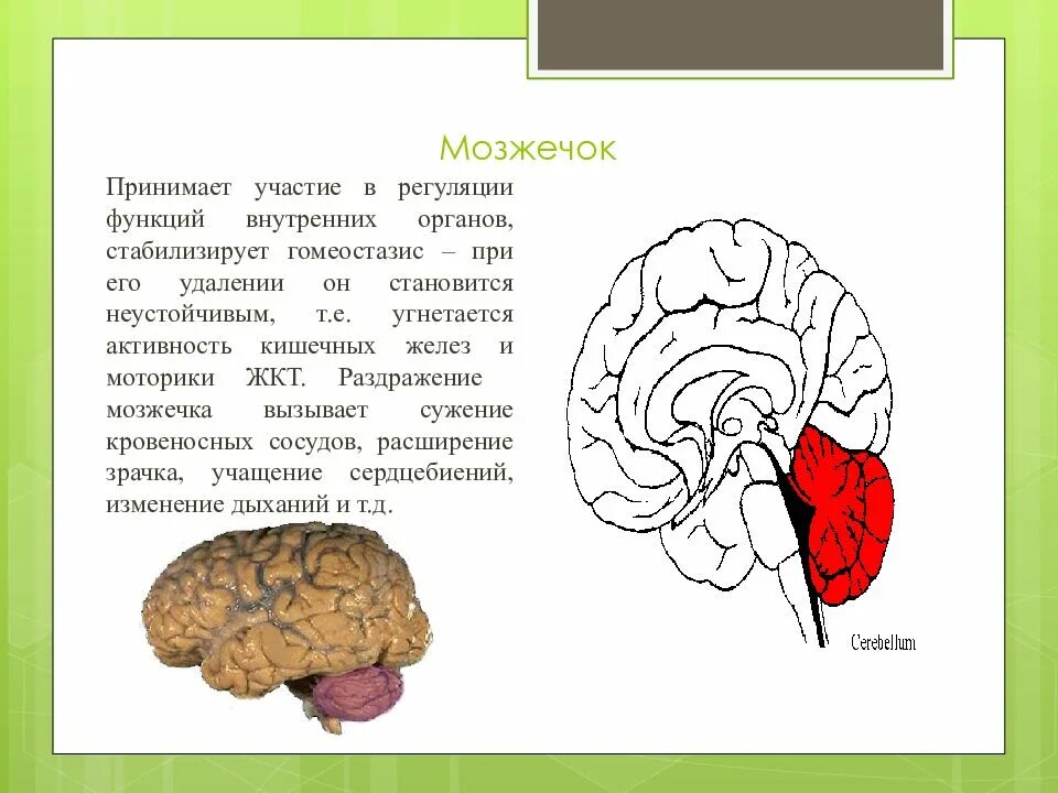Продолговатый мозг. Отделы головного мозга и центры регуляции. Функции отделов головного мозга гипоталамус. Лежат центры регуляции. Центры регуляции давления.