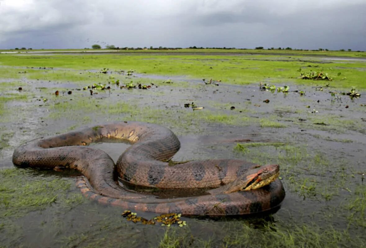 Где живет анаконда. Река Амазонка змея Анаконда. Водяной удав Анаконда. Анаконда в Амазонке.