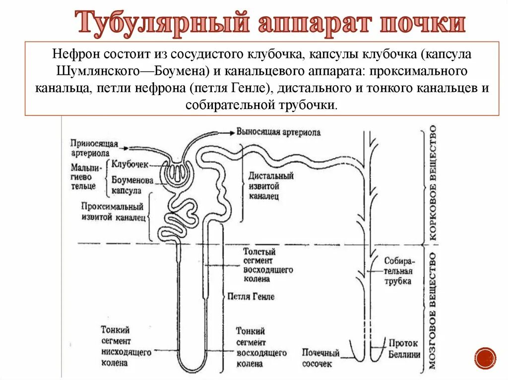 Функции канальцевого аппарата нефрона почек. Функции тубулярного аппарата почек. Строение нефрона почки. Капсула Шумлянского Боумена петля Генле.