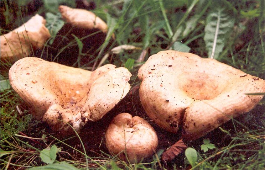 Груздь дубовый, Рыжик дубовый (Lactarius insulsus). Груздь дубовый Lactarius insulsus. Съедобные грибы груздь Рыжик. Lactarius zonarius. Рыжики быстро