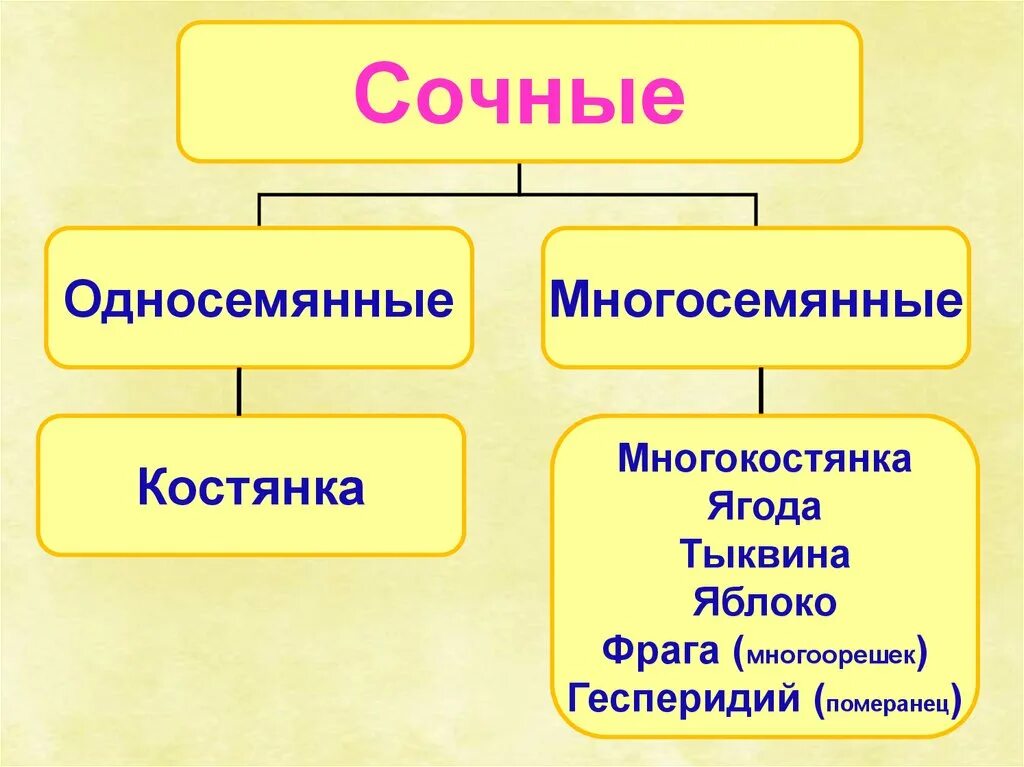 Тыквина плод схема. Сухие односемянные плоды. Помидор односемянный или многосемянный плод. Строение плода тыквина. Односемянные и многосемянные.