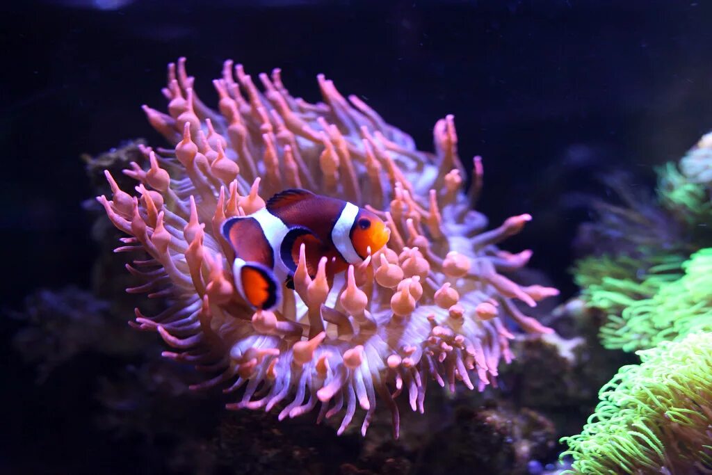 Clownfish Anemone. Рыба клоун и морские анемоны мутуализм. Клоуны в актинии в 50 литрах. Рыба анемон фото. Рыба клоун и анемон