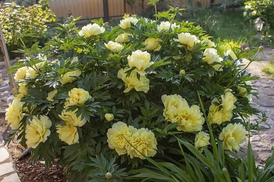 Пион bartzella фото и описание