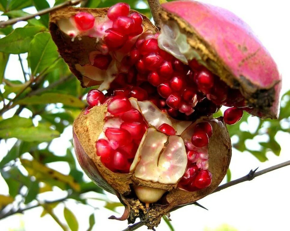 Гранат сокотранский. Пуника Гранатум. Гранат Punica granatum дерево. Гранат сокотранский (Punica protopunica Balf.).