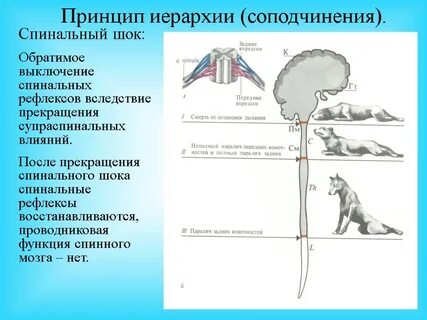 Спинальный шок физиология