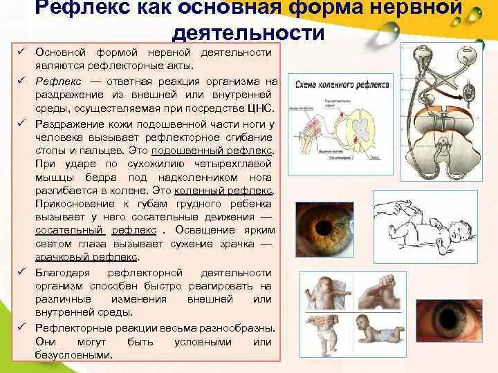 Врожденными являются рефлексы. Рефлекторная деятельность организма. Основная форма нервной деятельности. Условно-рефлекторная деятельность организма схема. Основной формой нервной деятельности является.