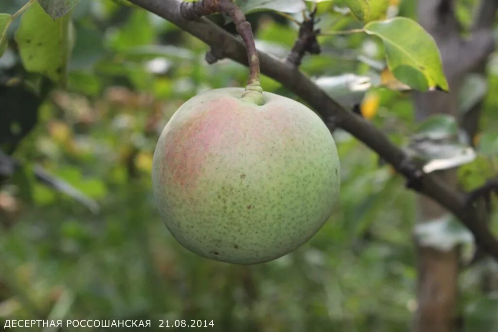 Груша сорт нэши. Коричневая круглая груша. Сорт груши хоруп. Груша поздний сорт золотоворотская. Груша круглая как яблоко.
