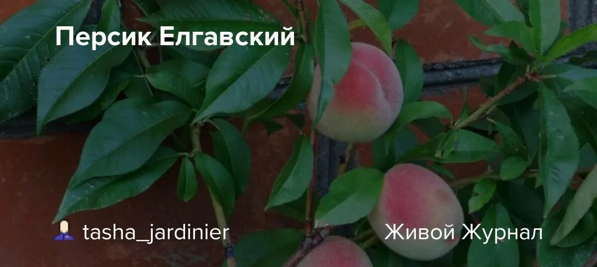 Саженцы персика Лойко купить в Минске: описание сорта, фото, цена
