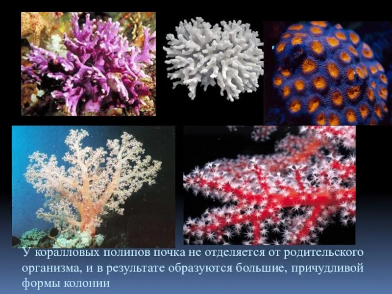Класс полипы представители. Почкование коралловых полипов. коралловые полипы колониальные организмы. мезоглея у коралловых полипов. коралловые полипы эврибионты.