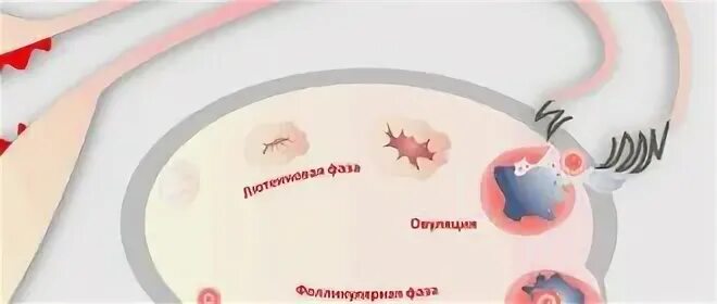 Болезненная овуляция причины