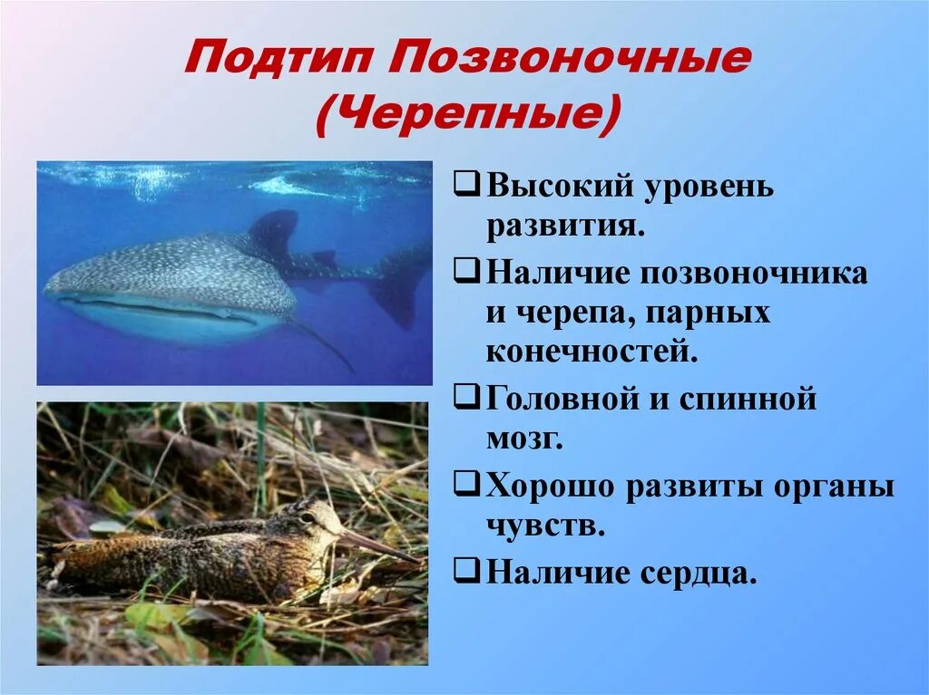 Подтип позвоночные. Подтип Черепные. Подтип Черепные или позвоночные. Черепные позвоночные рыбы.