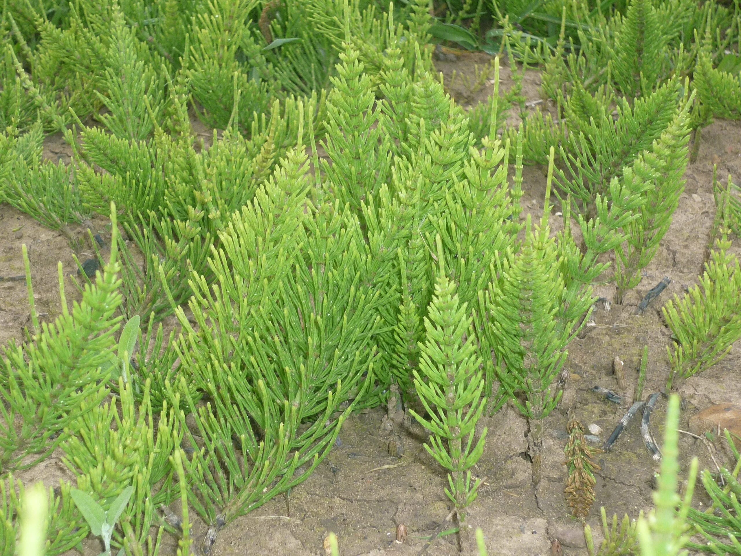 Хвощ полевой. Хвощ полевой сорняк. Хвощ полевой (Equisetum arvense). Хвощ полевой Equisetum arvense l.. Хвощеобразные растения