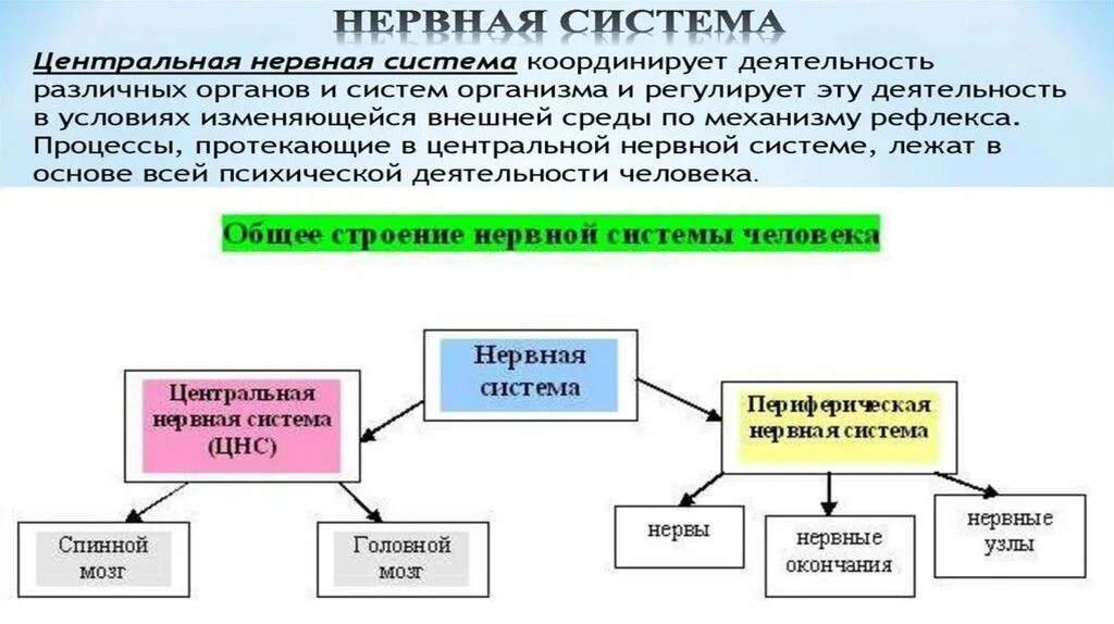 Общая схема нервной системы. Отделы нервной системы человека схема. Какова общая структура нервной системы-. Общий план строения нервной системы схема.