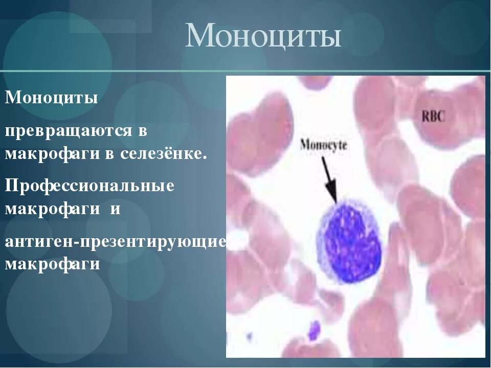 Селезеночные макрофаги. Строение моноцитов крови. Моноциты и макрофаги. Моноциты строение. Макрофаги эозинофилы