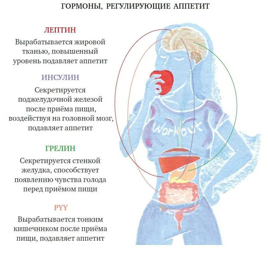 Почему повышается аппетит. Гормоны голода и насыщения. гормон грелин чувство голода. лептин и гремлин гормоны. гормон повышающий аппетит.