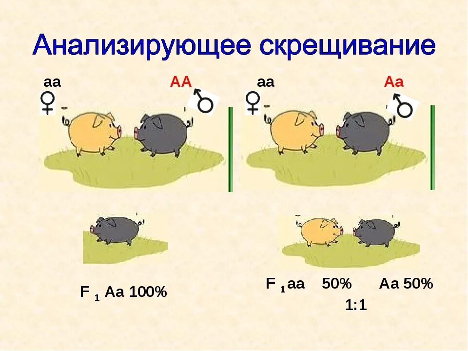 Полное доминирование aa aa. Анализирующее скрещивание схема схема. Схема скрещивания морских свинок. Анализирующий Тип скрещивания. Анализирующее скрещивание пример.