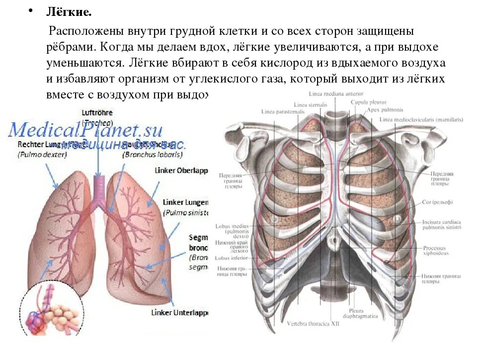 Расположение лёгких у человека со спины и спереди. Как расположены легкие у человека спереди. Расположение лёгких у человека спереди. Местоположение легких
