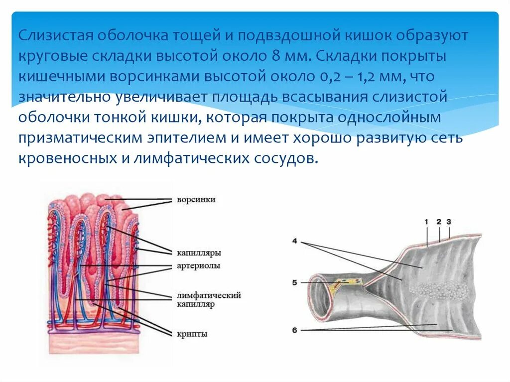 Складки слизистой продольно. Строение слизистой оболочки кишечника. Строение слизистой оболочки тощей кишки. Оболочки тонкой кишки анатомия. Строение слизистой оболочки анатомия.