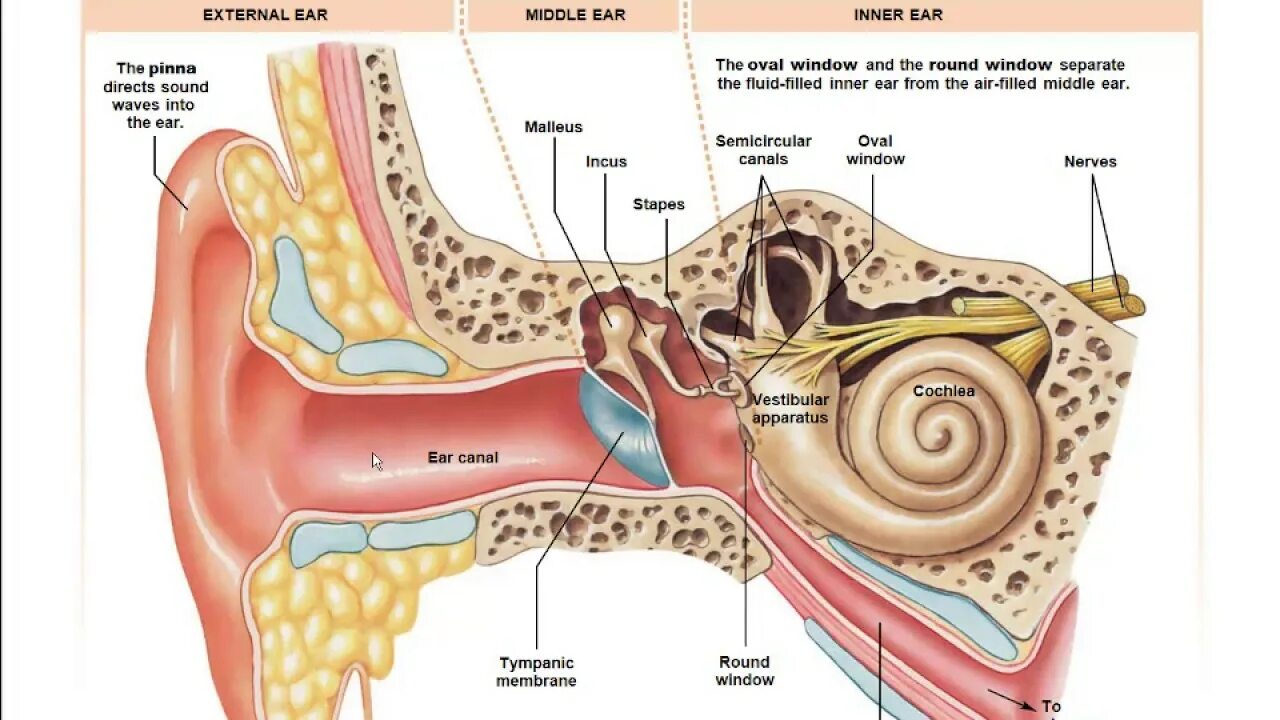 Внутреннее ухо находится в кости. Слуховой анализатор анализатор. Строение уха человека без подписей. Строение уха 3 части. Орган слуха.