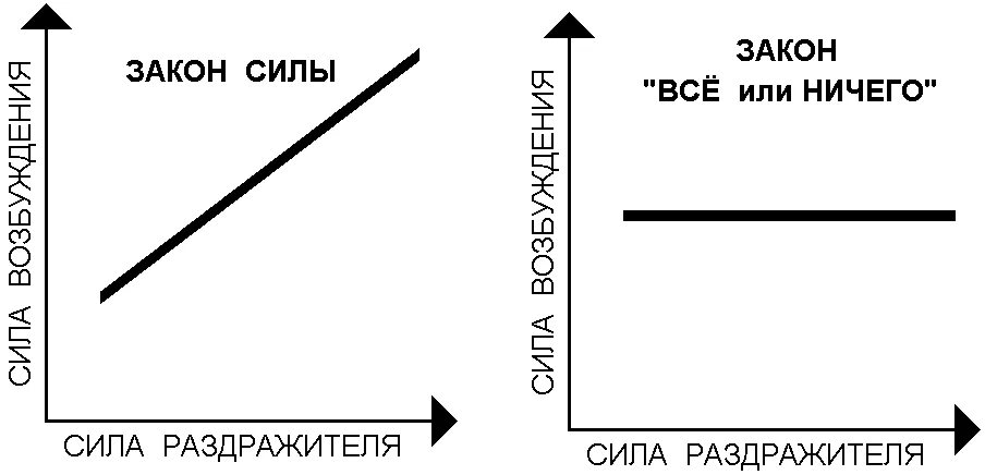 Нарастание силы. Закон силы. Закон силы все или ничего. Закон силы и закон «всё или ничего». Закон все или ничего физиология график.