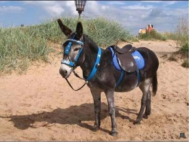 Мул. Horse donkey. Жеребенок ослика. Лошак лошадь. Мул лошадь.