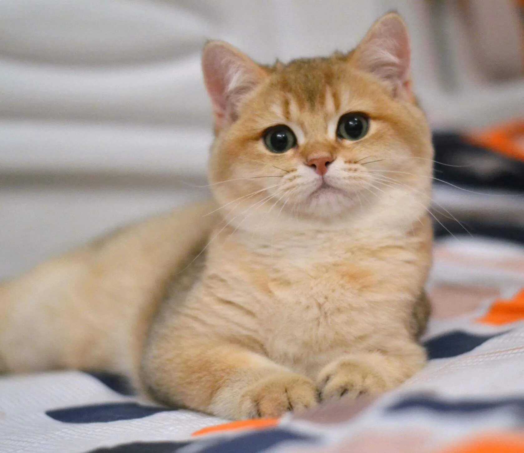 Короткошерстная золотая шиншилла. Британская короткошёрстная золотая шиншилла. Короткошерстная золотая шиншилла. Британская короткошёрстная золотая шиншилла. Британская короткошёрстная золотая шиншилла.