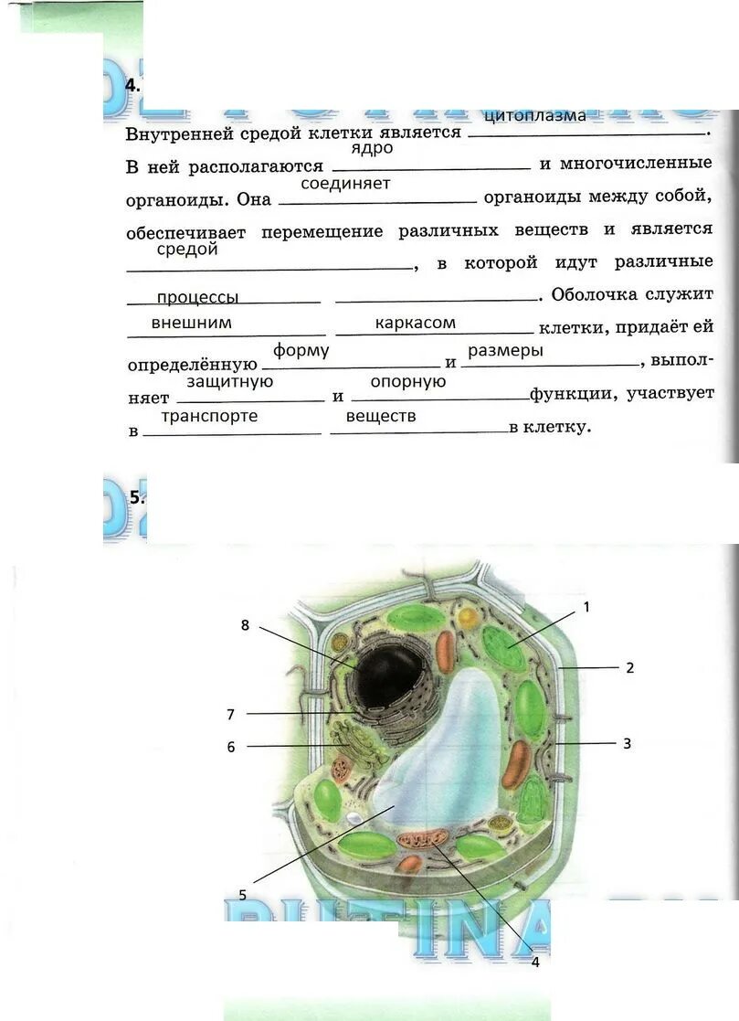 Среда клетки называется. Растительная клетка 6 класс биология Сонин. Внутренней средой клетки является. Форму растительной клетке придает. Внутренней средой клетки является цитоплазма в ней располагаются.