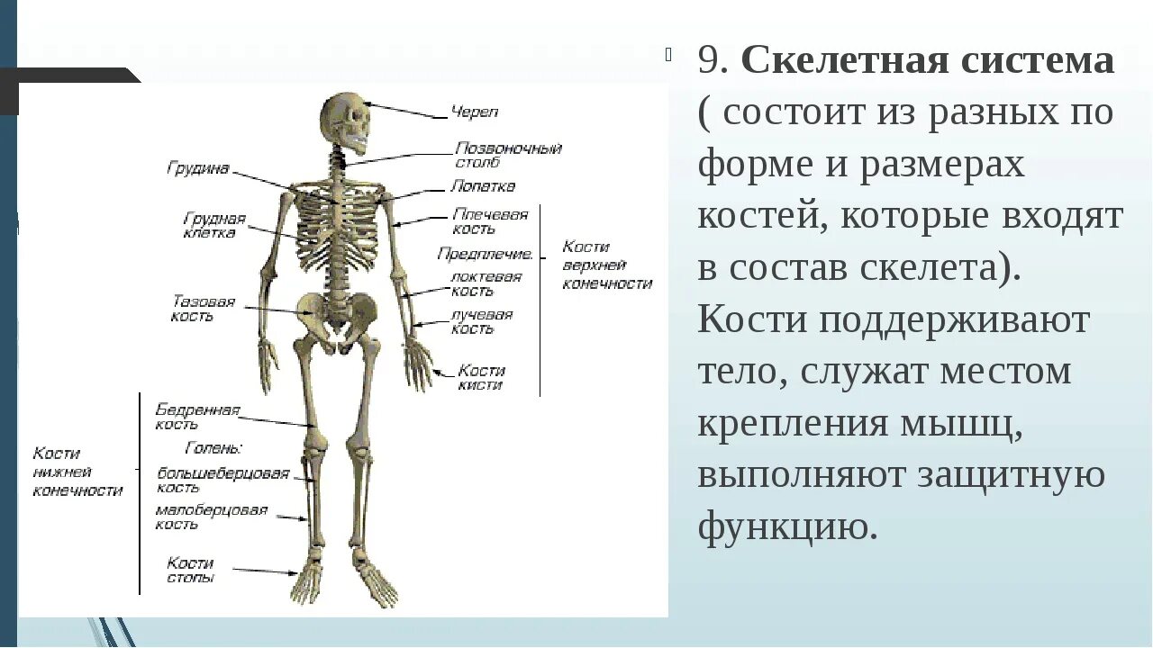 Сколько костей у новорожденного. Строение скелетной системы. Кости человека. Кости скелета человека. Отдел скелета название костей.