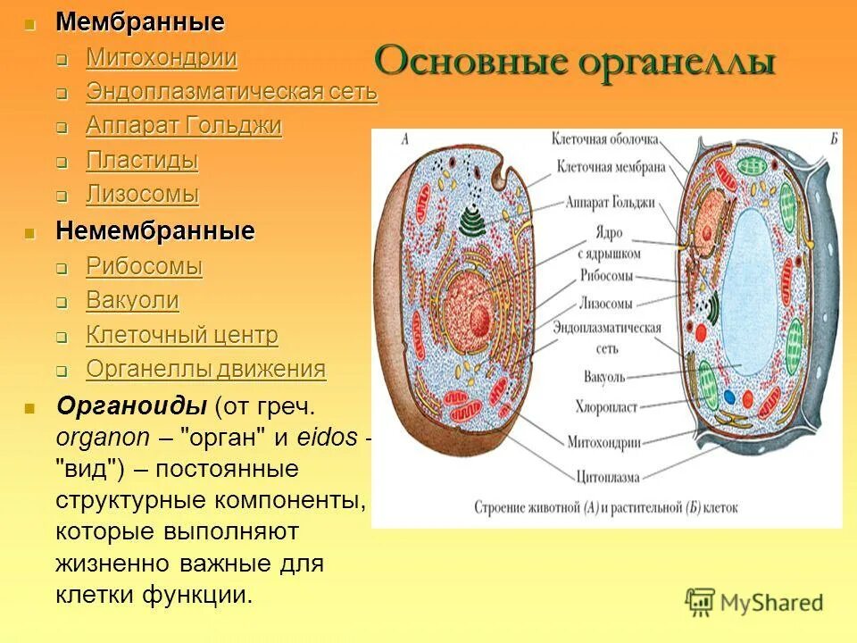 Есть ли цитоплазма у животных