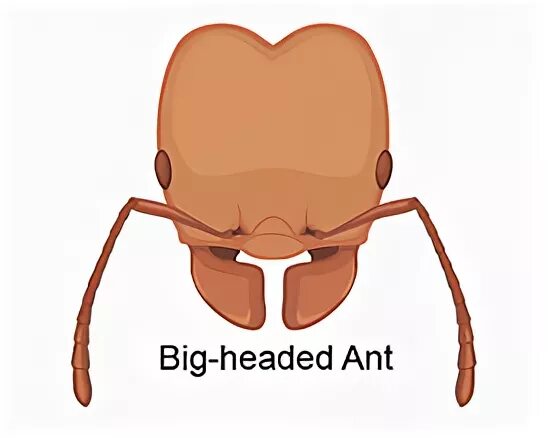 Маска муравья для мальчика. Маска муравья на голову. Big headed идиома. Фото смешной мужчина с короной. Big headed идиома.