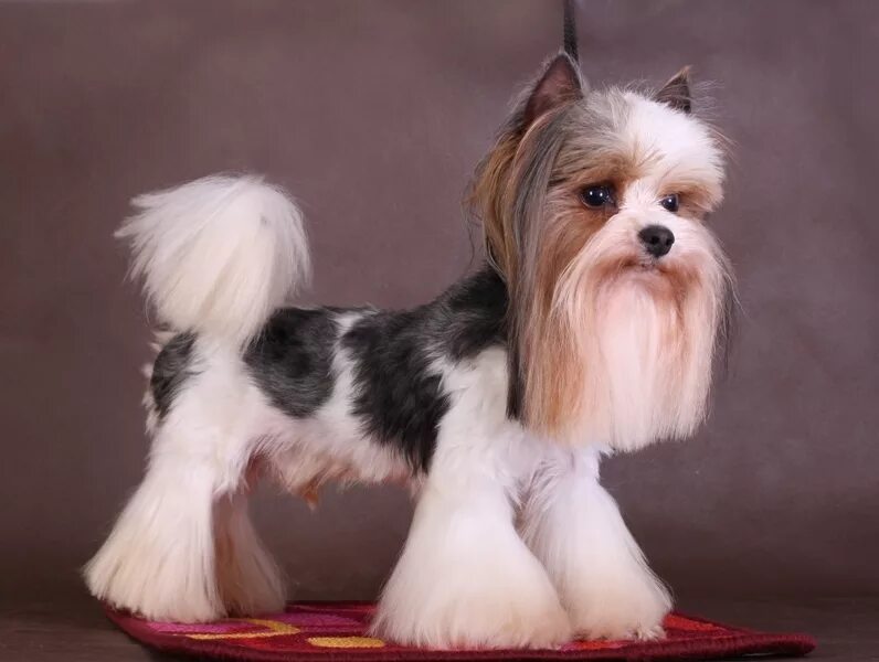 Бивер йоркширский стриженый. Бивер-йоркширский терьер. Бивер-йоркширский терьер. Стрижка бивера девочки. Бивер-йоркширский терьер стандарт.