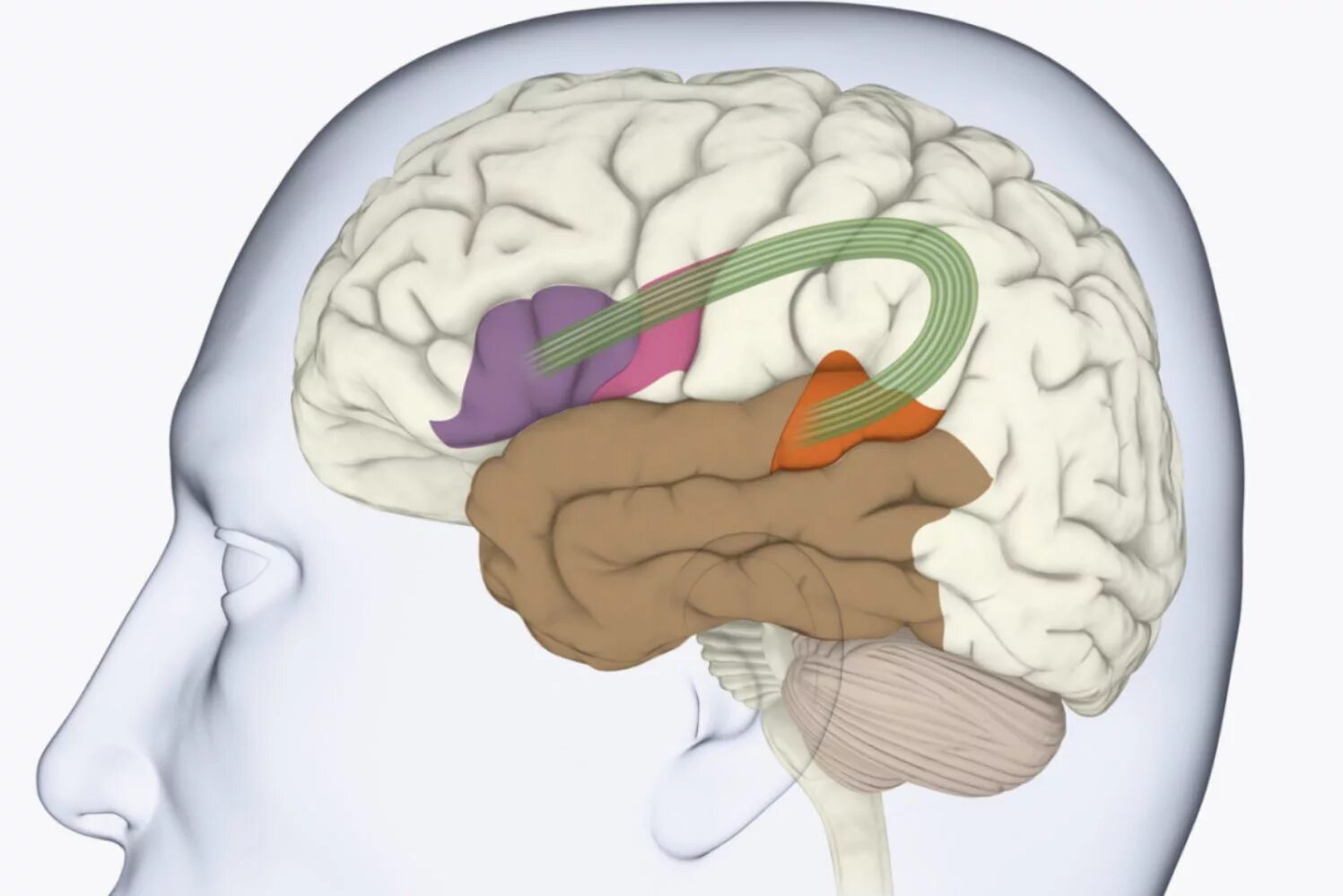 Развитие зон мозга. Зона Брока и Вернике. Зоны головного мозга Брока и Вернике. Головной мозг зоны Вернике. Алалия Вернике Брока.
