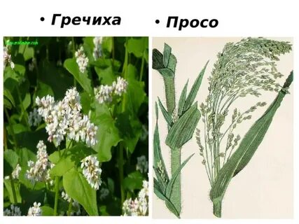 Под гречиху и просо отведено 19 га