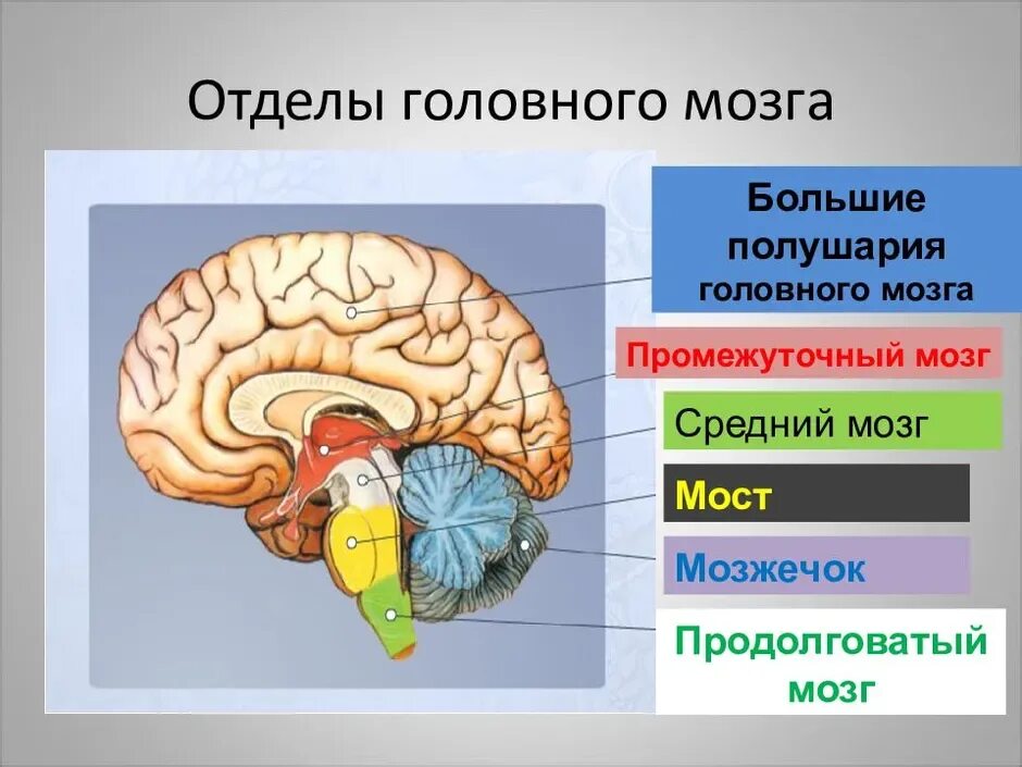 Укажите название отделов мозга. Строение и функции отделов головного мозга. Структуры головного мозга биология 8 класс. Отделы промежуточного мозга 8 класс. Отделы головного мозга 8 класс биология.