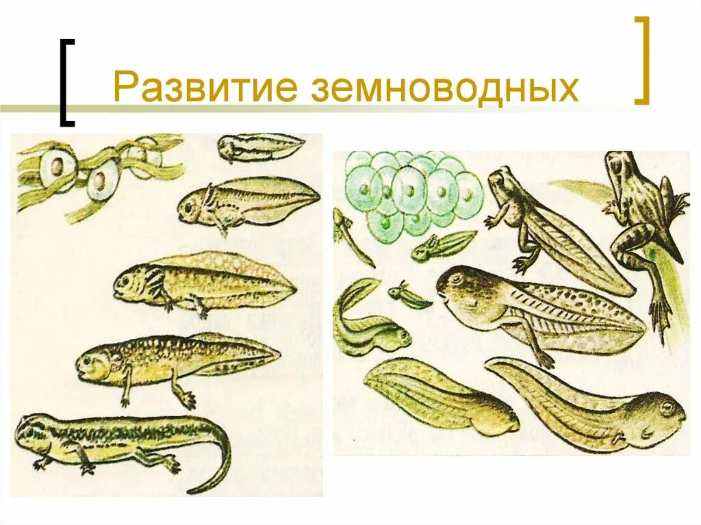 Эволюция размножения животных. Развитие земноводных. размножение и развитие земноводных. схема развития земноводных. схема размножения и развития земноводных.