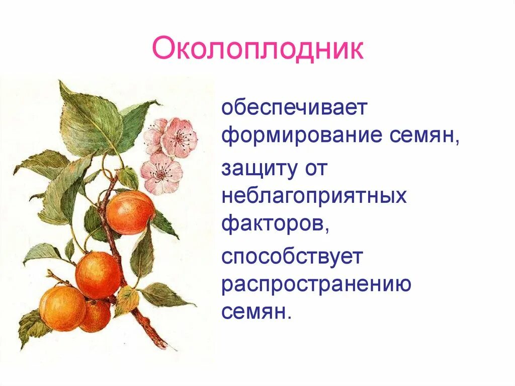 Околоплодник. Строение околоплодника. Плод околоплодник. Околоплодник шиповника. Особенности околоплодника