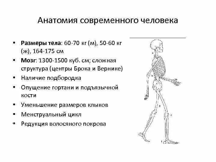 Современный человек характеристика. Современные люди размер тела. Человек современной анатомии. Общая схема происхождения человека. Тест по происхождению жизни 9 класс