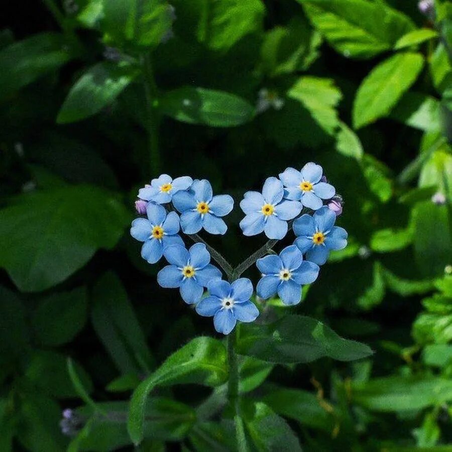 Незабудка Чекановского Myosotis czekanowskii. Незабудка Альпийская. Незабудка Полевая (Myosotis arvensis). Незабудка Дубравная. Добро незабудка