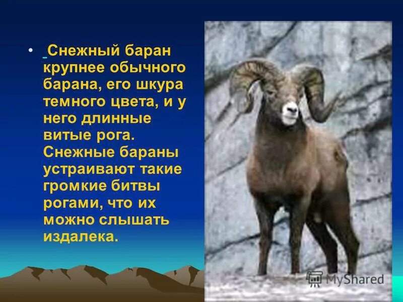 Путоранский горный баран. Путоранский снежный баран. Чубуку горный баран. Кодарский снежный баран.