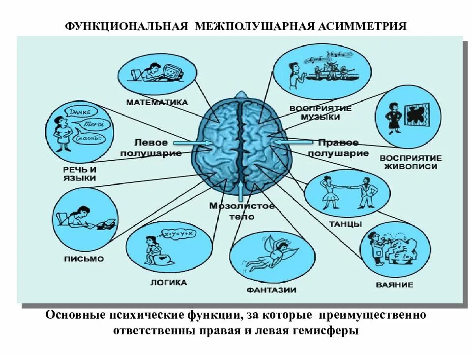 Этапы развития теории межполушарной асимметрии мозга. Определение функциональной межполушарной асимметрии. Функции левого и правого полушария таблица. Функциональная асимметрия полушарий таблица.