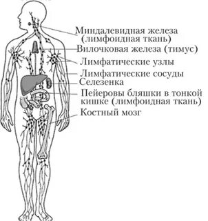 Укажите органы иммунной системы
