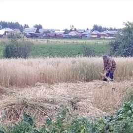 Пора уборки урожая