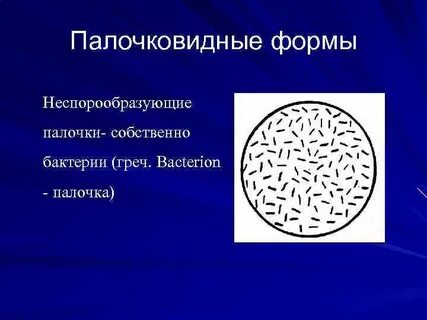 К палочковидным бактериям относятся