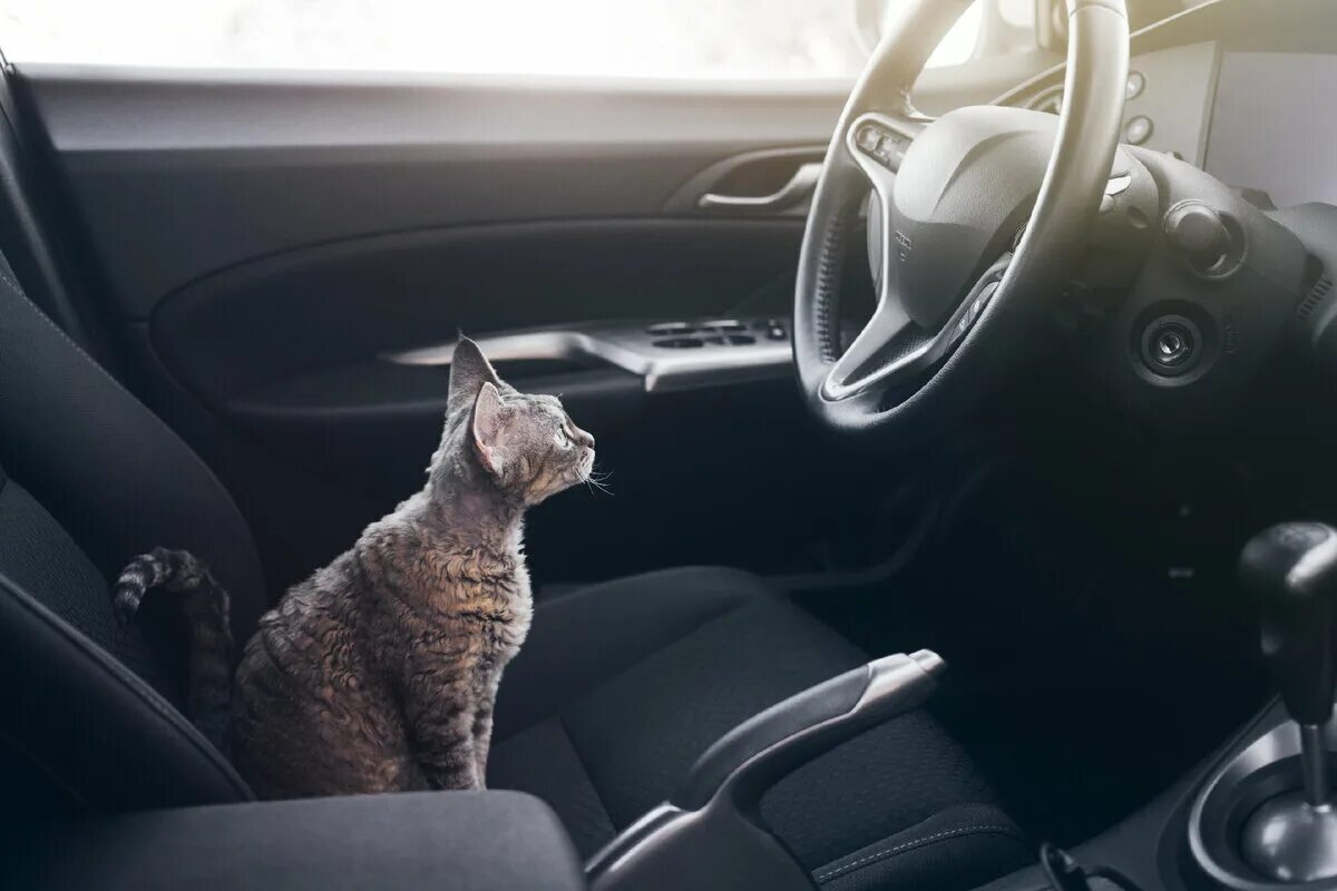 Котенок в машине. Стресс кошки в машине. Кошка за рулем машины. Кошка за рулем машины. Кот за рулем автомобиля.