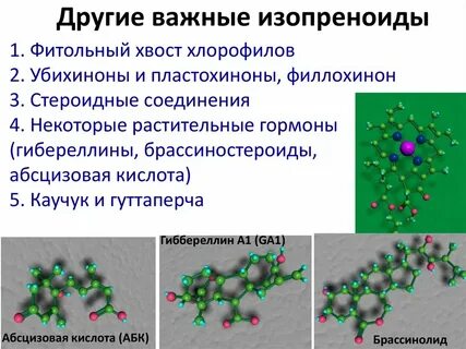 Этап молекула