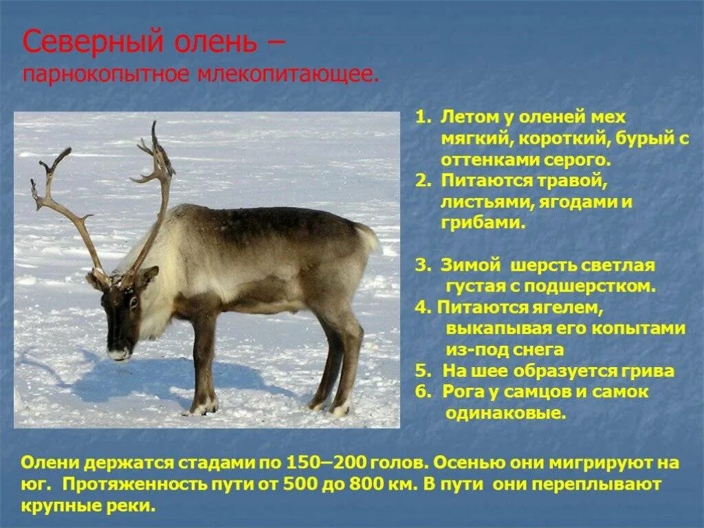 На каком материке живет олень. Интересные факты о Северном олене. Северный олень интересные факты. Северный олень презентация. Приспособление Северного оленя.