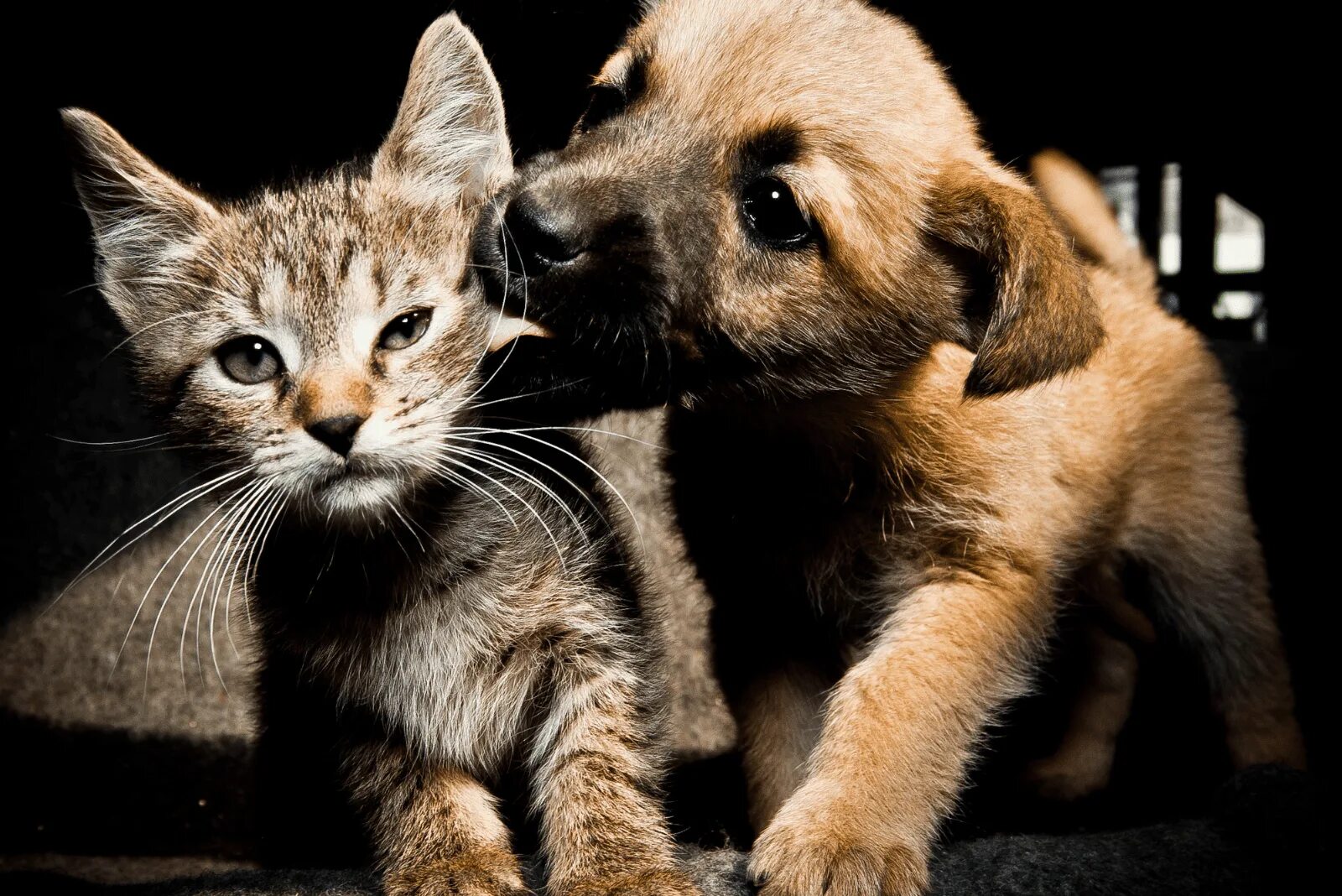 Dog and cat playing. Кошки и собаки. Щенок и котенок. Киски и собачки. Любимые животные.