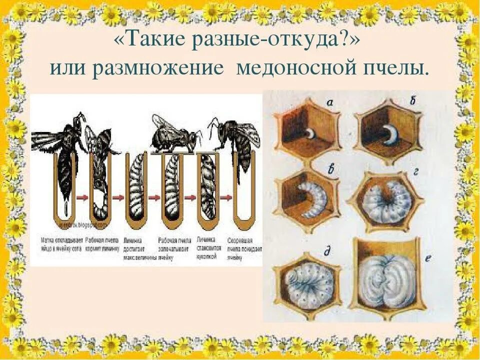 Как называется размножение пчел. Пчела медоносная размножение. пчела медоносная способ размножения. форма размножения пчелы медоносной. модель размножения и развития пчел.